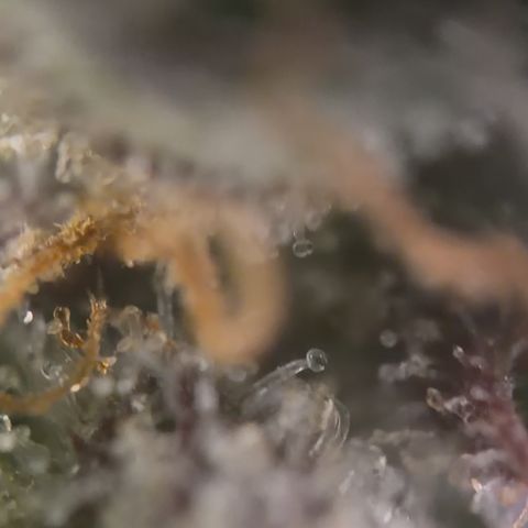 Sour Bubbly x HubbaBubbaHaze growlog timeline photo