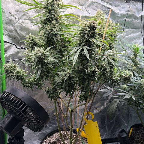 Sour Bubbly x HubbaBubbaHaze growlog timeline photo