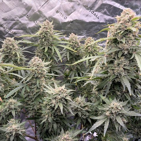 Sour Bubbly x HubbaBubbaHaze growlog timeline photo
