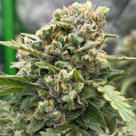 Sour Bubbly x HubbaBubbaHaze growlog timeline photo
