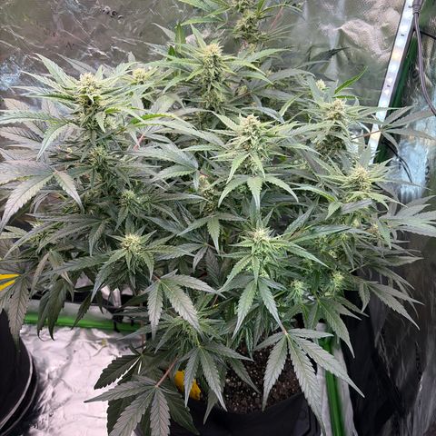 Apple of Eden  growlog timeline photo