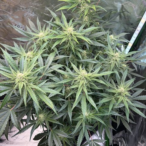 Apple of Eden  growlog timeline photo