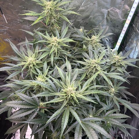 Apple of Eden  growlog timeline photo