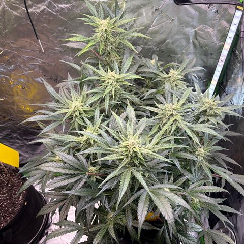 Apple of Eden  growlog timeline photo