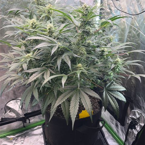 Apple of Eden  growlog timeline photo