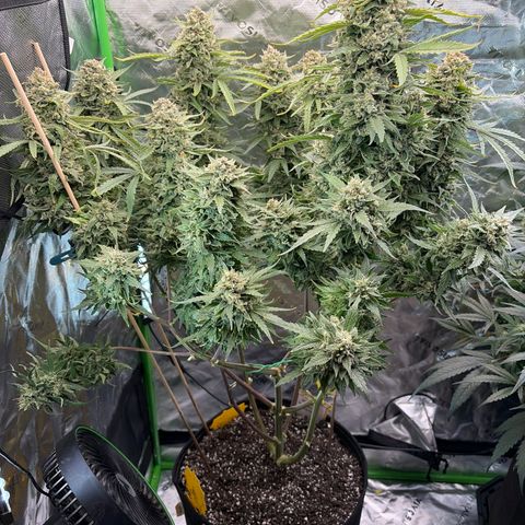 Sour Bubbly x HubbaBubbaHaze growlog timeline photo