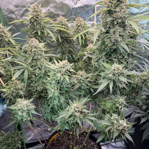 Sour Bubbly x HubbaBubbaHaze growlog timeline photo