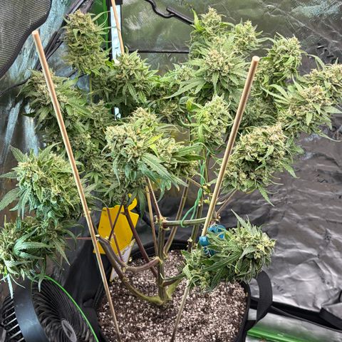 Sour Bubbly x HubbaBubbaHaze growlog timeline photo