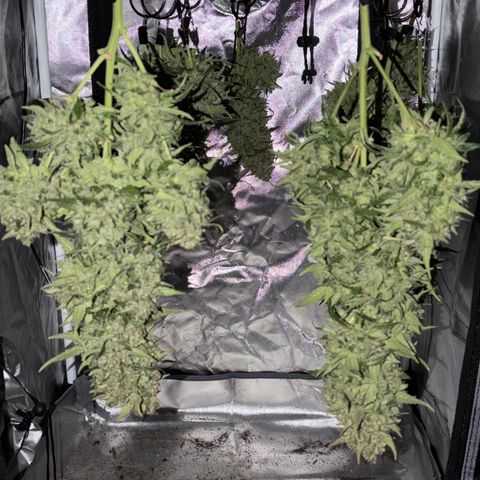 Sour Bubbly x HubbaBubbaHaze growlog timeline photo