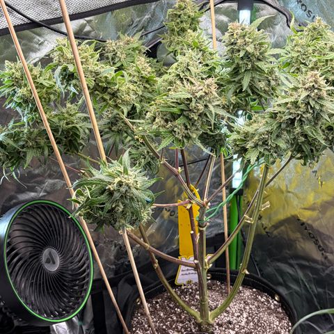 Sour Bubbly x HubbaBubbaHaze growlog timeline photo