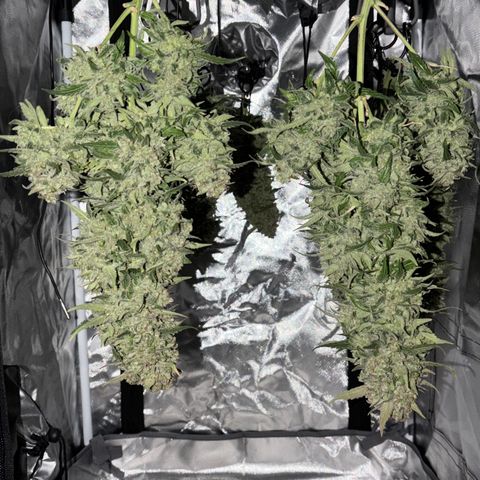 Sour Bubbly x HubbaBubbaHaze growlog timeline photo