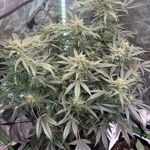 Apple of Eden  growlog timeline photo