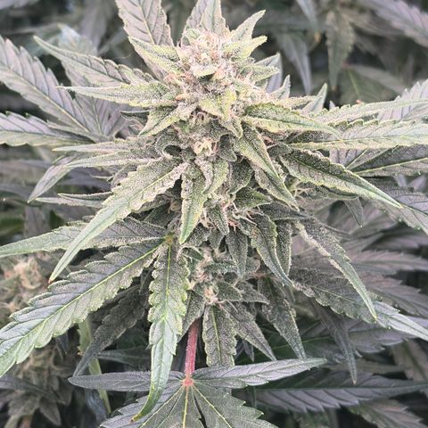Apple of Eden  growlog timeline photo