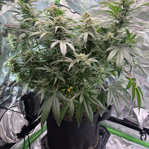 Apple of Eden  growlog timeline photo