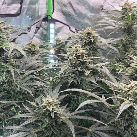 Apple of Eden  growlog timeline photo