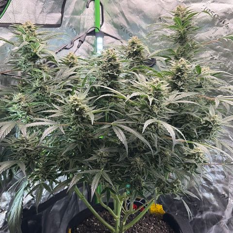 Apple of Eden  growlog timeline photo