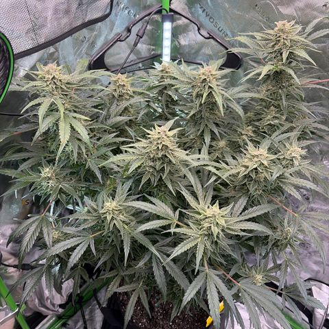 Apple of Eden  growlog timeline photo