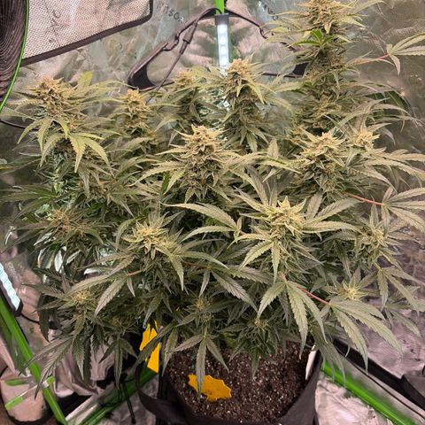 Apple of Eden  growlog timeline photo