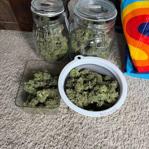 Sour Bubbly x HubbaBubbaHaze growlog timeline photo