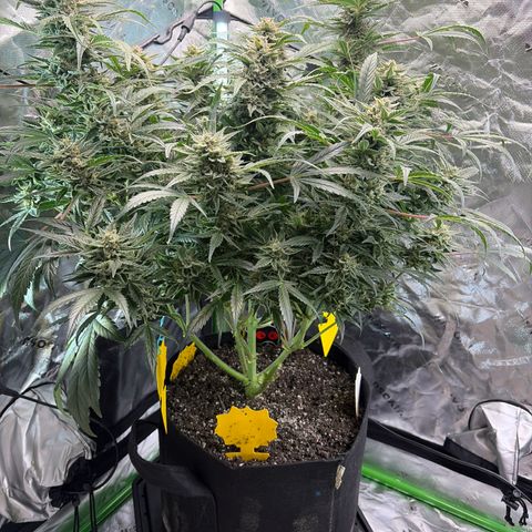Apple of Eden  growlog timeline photo