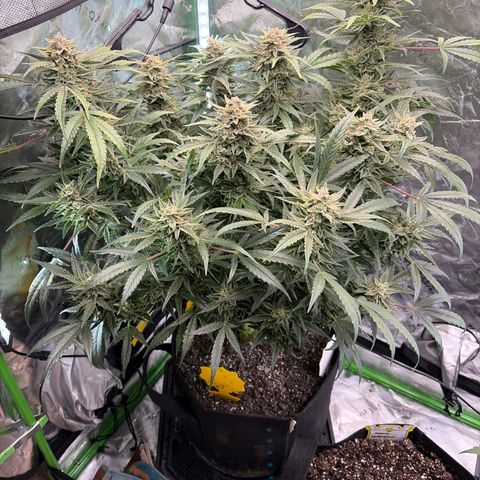 Apple of Eden  growlog timeline photo