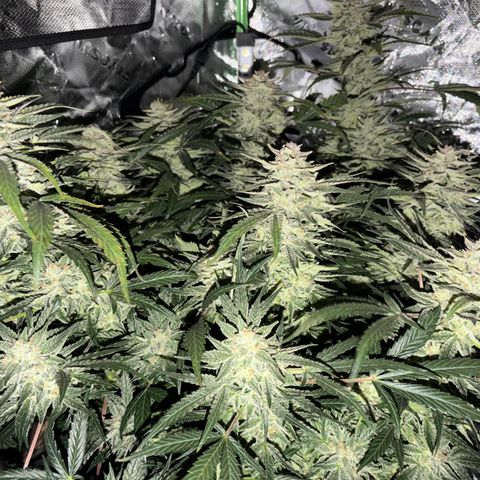 Apple of Eden  growlog timeline photo