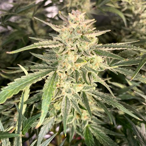 Apple of Eden  growlog timeline photo