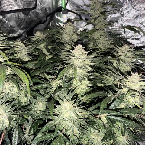 Apple of Eden  growlog timeline photo