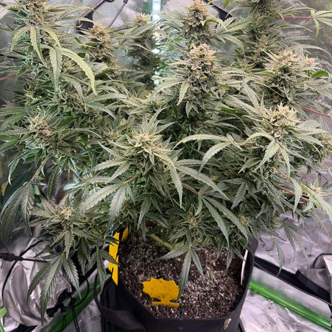 Apple of Eden  growlog timeline photo