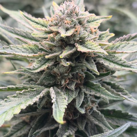 Apple of Eden  growlog timeline photo