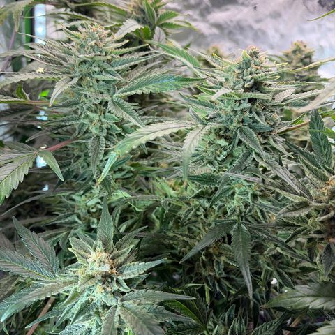 Apple of Eden  growlog timeline photo