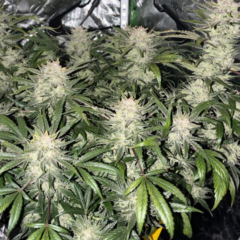 Apple of Eden  growlog timeline photo