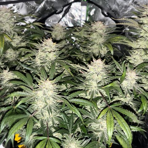 Apple of Eden  growlog timeline photo