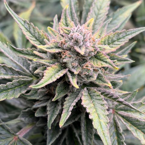 Apple of Eden  growlog timeline photo