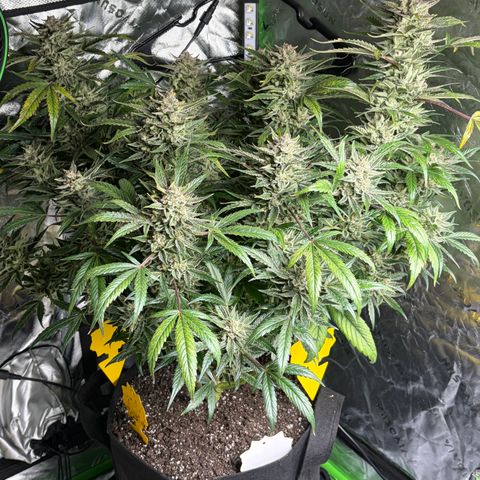 Apple of Eden  growlog timeline photo