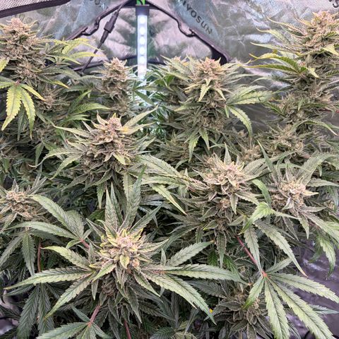 Apple of Eden  growlog timeline photo