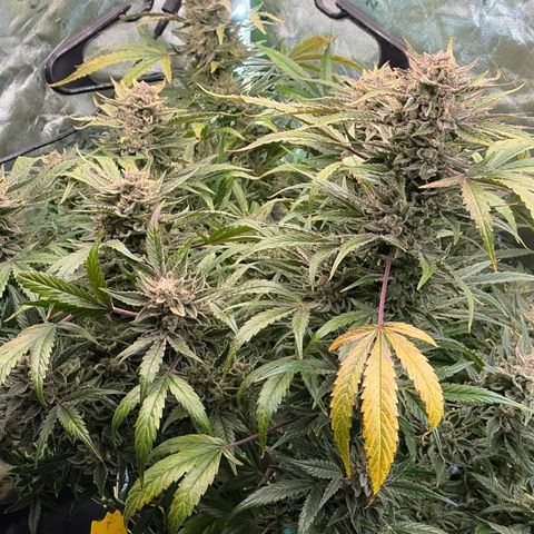 Apple of Eden  growlog timeline photo