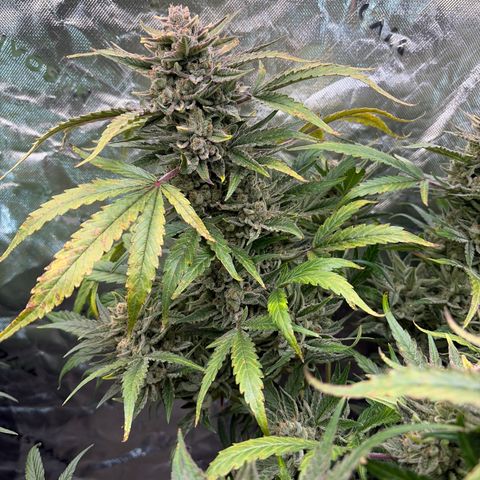 Apple of Eden  growlog timeline photo