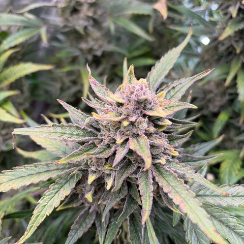 Apple of Eden  growlog timeline photo