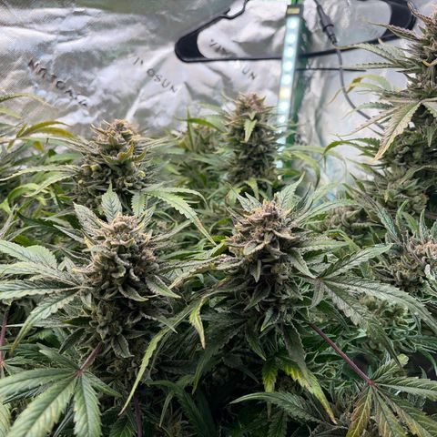 Apple of Eden  growlog timeline photo