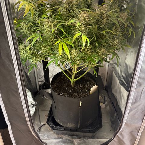 Apple of Eden  growlog timeline photo