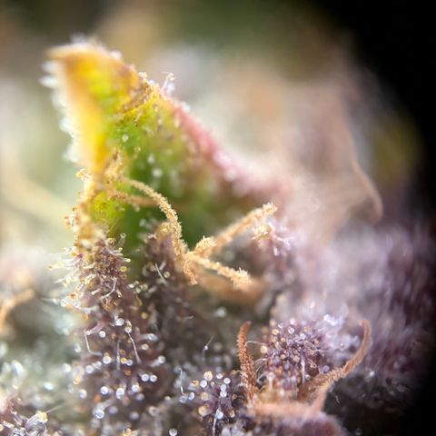 Apple of Eden  growlog timeline photo