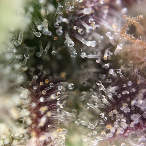 Apple of Eden  growlog timeline photo
