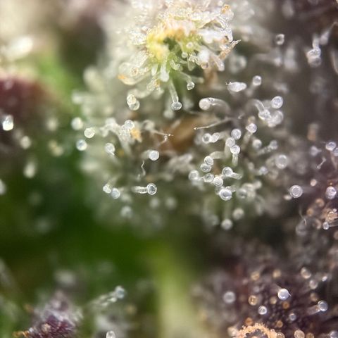 Apple of Eden  growlog timeline photo
