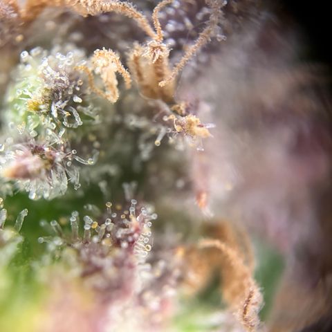 Apple of Eden  growlog timeline photo