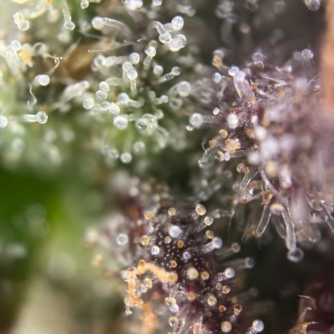 Apple of Eden  growlog timeline photo