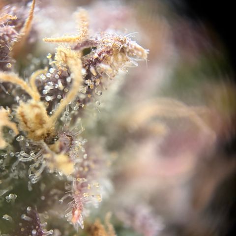 Apple of Eden  growlog timeline photo