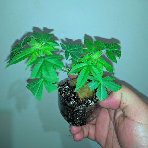 Tangie BSF (CLONE) growlog photo: Raizes em desenvolvimento.