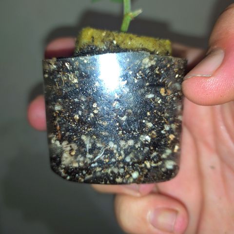 Tangie BSF (CLONE) growlog photo: Raizes em desenvolvimento.
