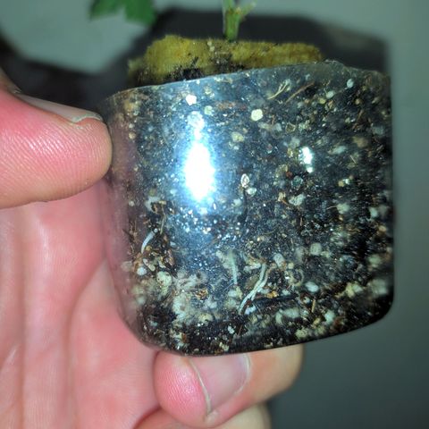 Tangie BSF (CLONE) growlog timeline photo